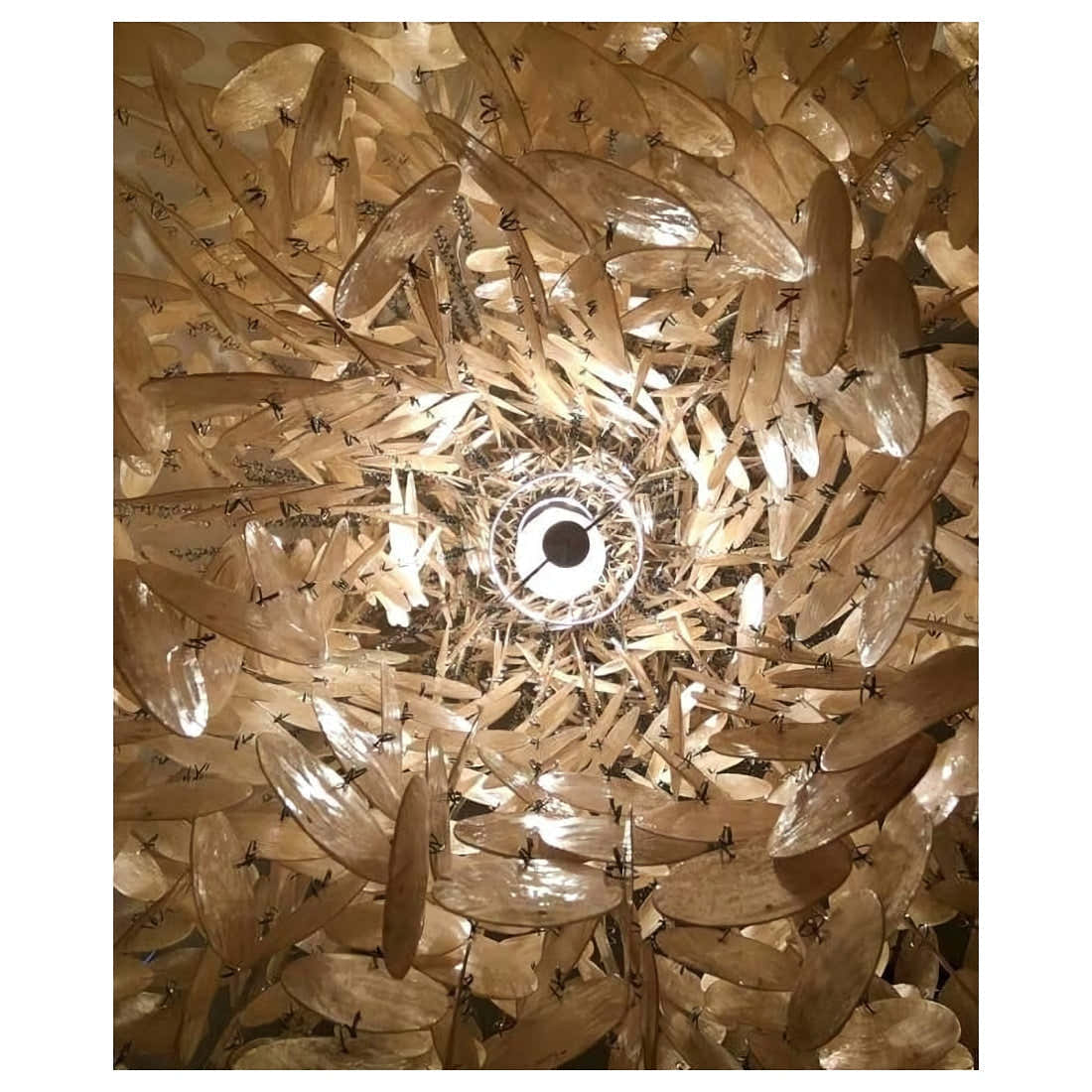 Shell Chandelier